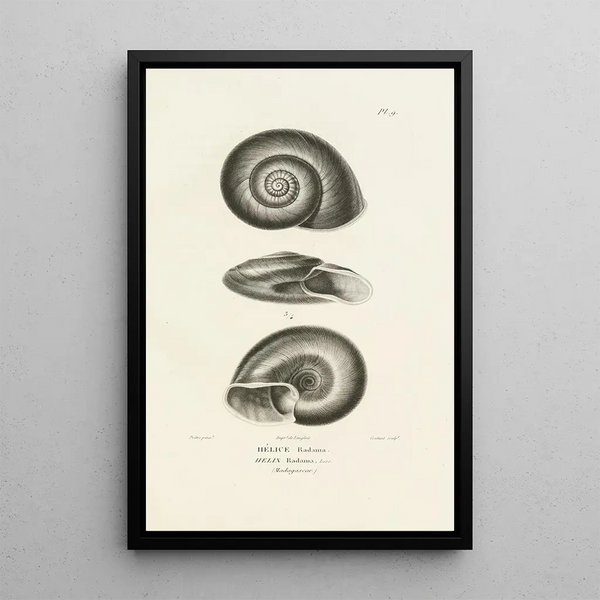 Centurie zoologique Pl09 - René Primevère Lesson — gerahmtes Bild an der Wand