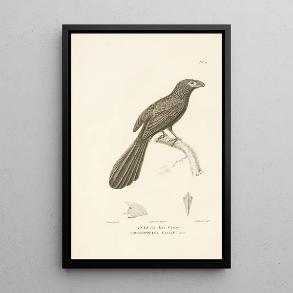 Centurie zoologique Pl11 - René Primevère Lesson — gerahmtes Bild an der Wand