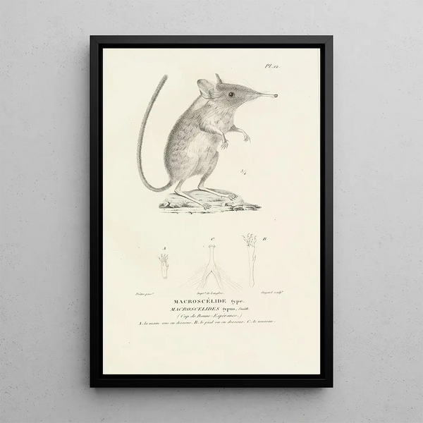 Centurie zoologique Pl12 - René Primevère Lesson — gerahmtes Bild an der Wand