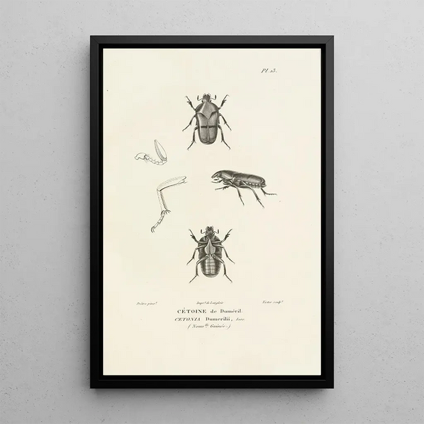 Centurie zoologique Pl13 - René Primevère Lesson — gerahmtes Bild an der Wand