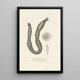 RenPrimevre Lesson - Centurie zoologique Pl15.webp