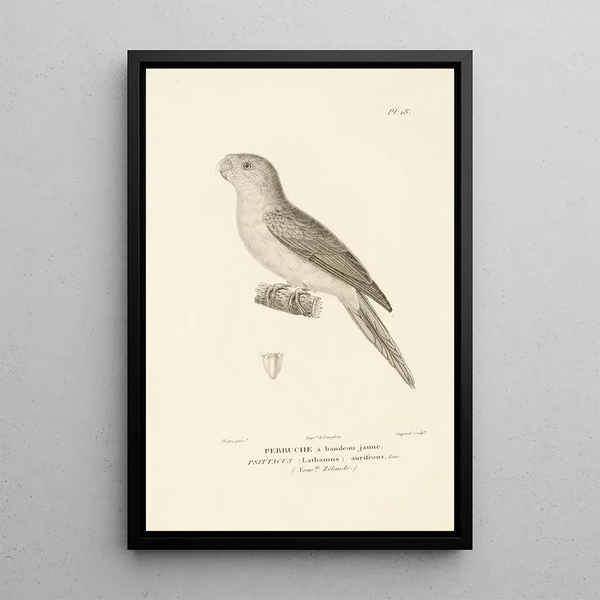 Centurie zoologique Pl18 - René Primevère Lesson — gerahmtes Bild an der Wand
