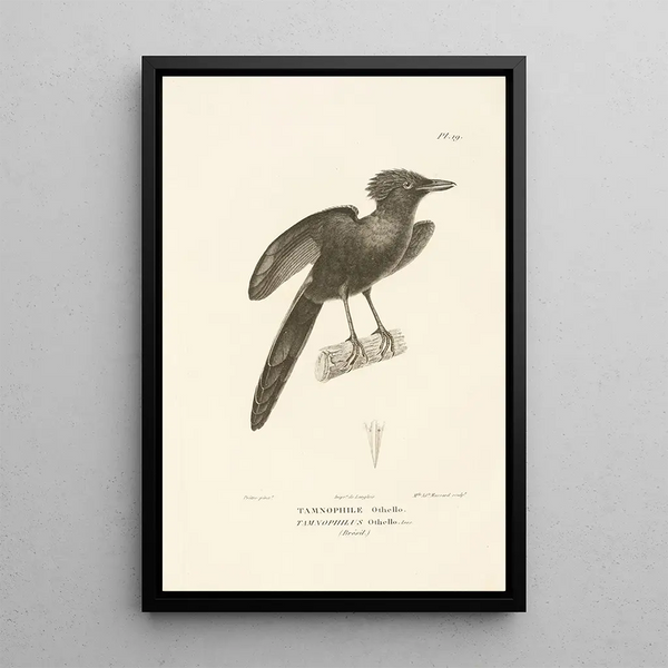 Centurie zoologique Pl19 - René Primevère Lesson — gerahmtes Bild an der Wand