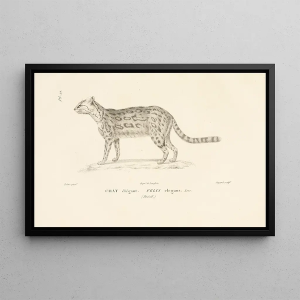 Centurie zoologique Pl21 - René Primevère Lesson — gerahmtes Bild an der Wand