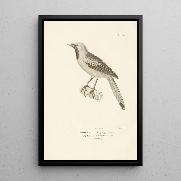 Centurie zoologique Pl22 - René Primevère Lesson — gerahmtes Bild an der Wand