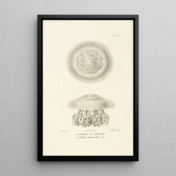 Centurie zoologique Pl23 - René Primevère Lesson — gerahmtes Bild an der Wand