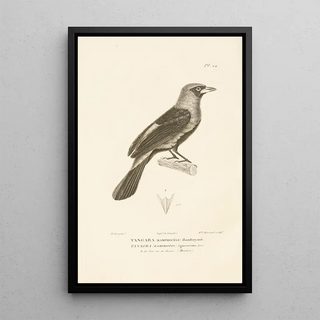 RenPrimevre Lesson - Centurie zoologique Pl24.webp