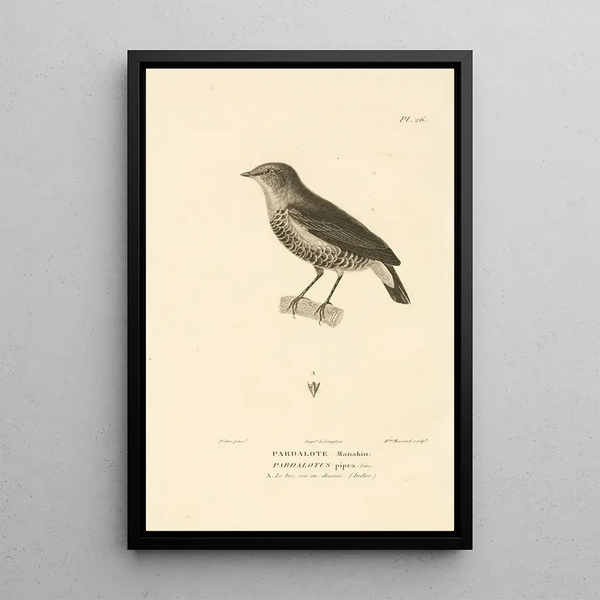 Centurie zoologique Pl26 - René Primevère Lesson — gerahmtes Bild an der Wand