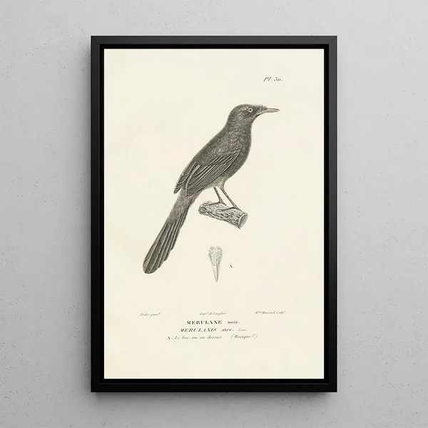 Centurie zoologique Pl30 - René Primevère Lesson — gerahmtes Bild an der Wand