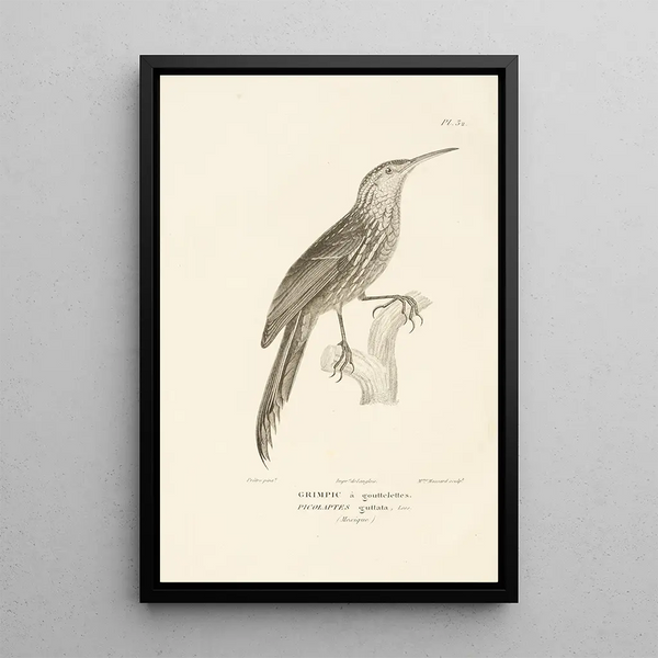 Centurie zoologique Pl32 - René Primevère Lesson — gerahmtes Bild an der Wand