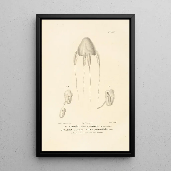 Centurie zoologique Pl33 - René Primevère Lesson — gerahmtes Bild an der Wand