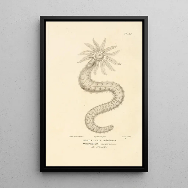 Centurie zoologique Pl35 - René Primevère Lesson — gerahmtes Bild an der Wand