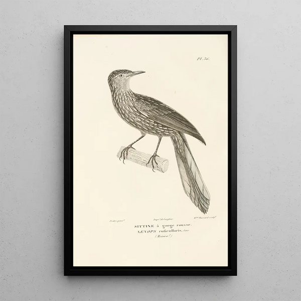 Centurie zoologique Pl36 - René Primevère Lesson — gerahmtes Bild an der Wand