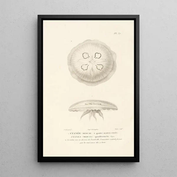 Centurie zoologique Pl37 - René Primevère Lesson — gerahmtes Bild an der Wand