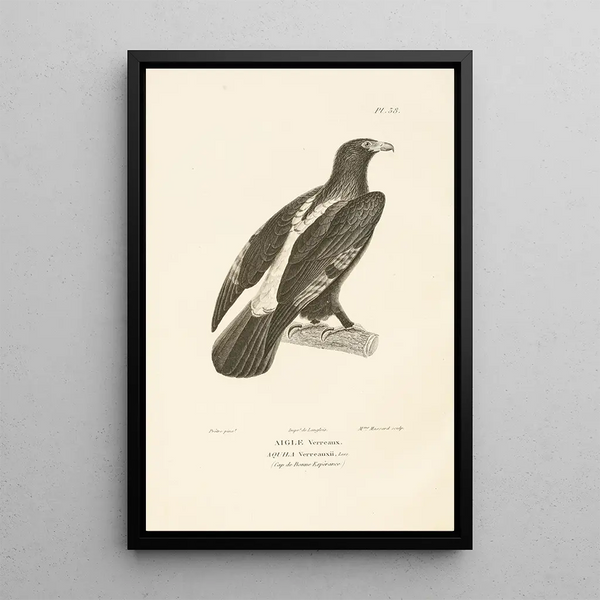 Centurie zoologique Pl38 - René Primevère Lesson — gerahmtes Bild an der Wand