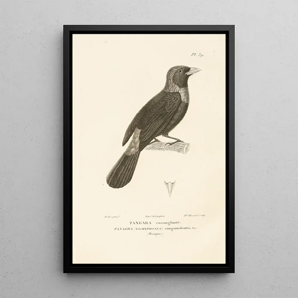 Centurie zoologique Pl39 - René Primevère Lesson — gerahmtes Bild an der Wand