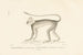 Centurie Zoologique Pl40 - René Primevère Lesson — Ansicht des Kunstwerks