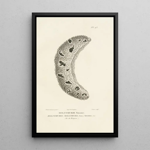 Centurie zoologique Pl43 - René Primevère Lesson — gerahmtes Bild an der Wand