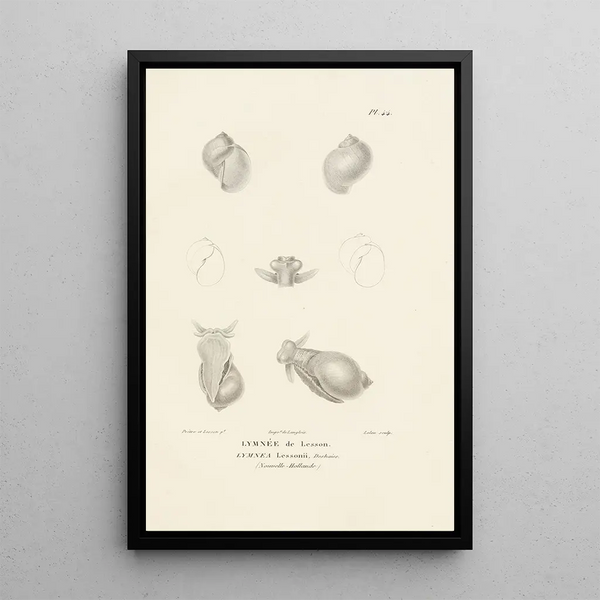 Centurie zoologique Pl44 - René Primevère Lesson — gerahmtes Bild an der Wand