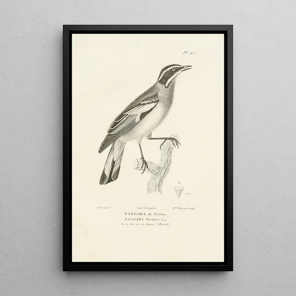 Centurie zoologique Pl45 - René Primevère Lesson — gerahmtes Bild an der Wand
