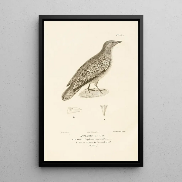 Centurie zoologique Pl47 - René Primevère Lesson — gerahmtes Bild an der Wand