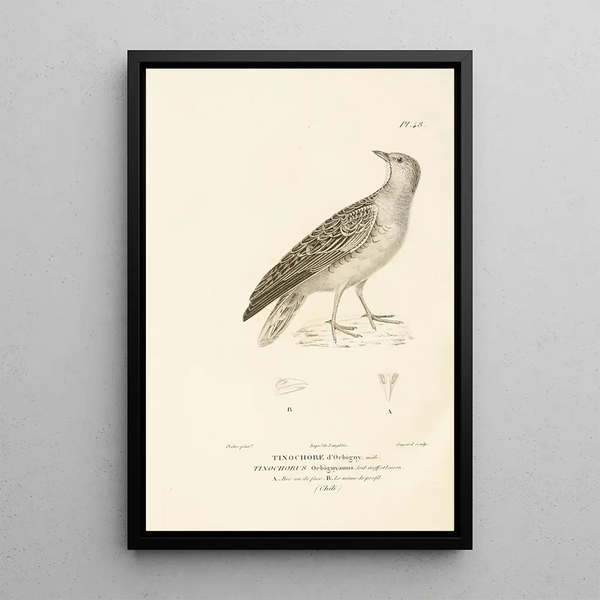 Centurie zoologique Pl48 - René Primevère Lesson — gerahmtes Bild an der Wand
