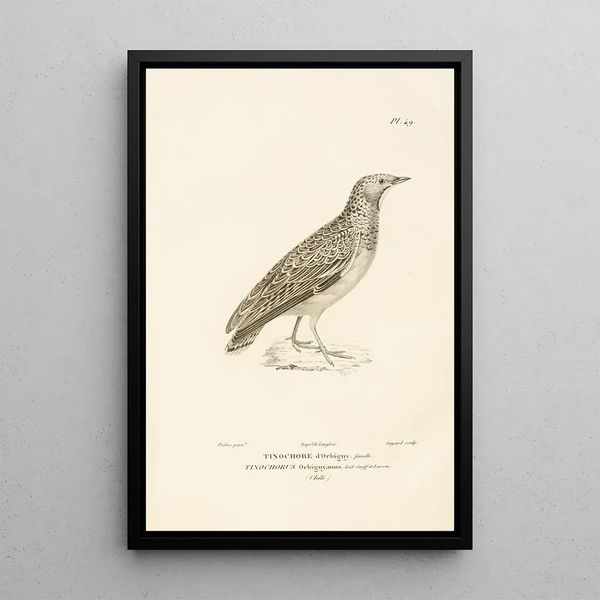 Centurie zoologique Pl49 - René Primevère Lesson — gerahmtes Bild an der Wand