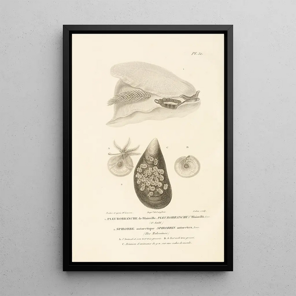 Centurie zoologique Pl51 - René Primevère Lesson — gerahmtes Bild an der Wand