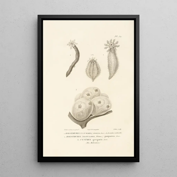 Centurie zoologique Pl52 - René Primevère Lesson — gerahmtes Bild an der Wand