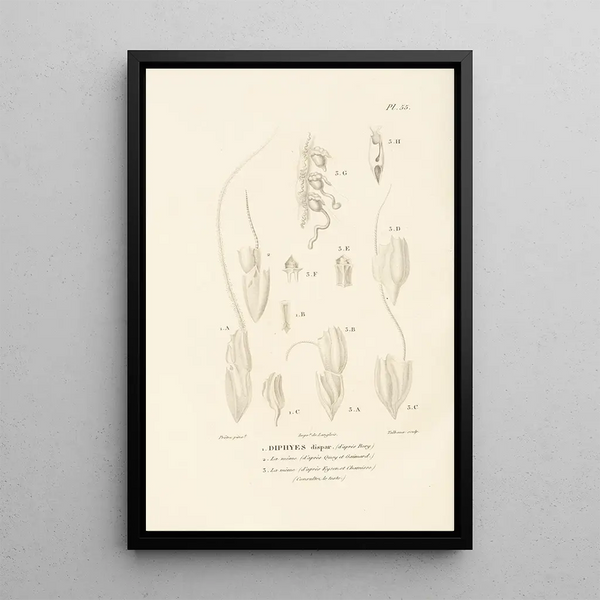 Centurie zoologique Pl55 - René Primevère Lesson — gerahmtes Bild an der Wand