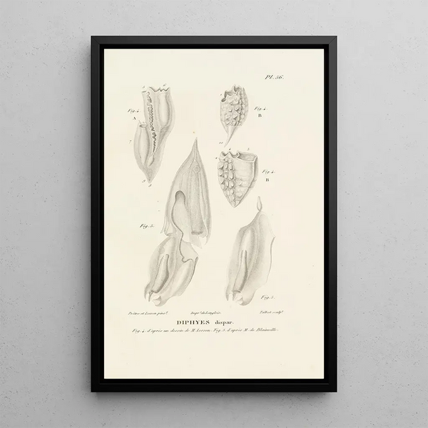 Centurie zoologique Pl56 - René Primevère Lesson — gerahmtes Bild an der Wand