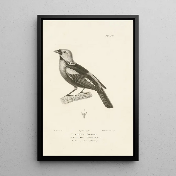Centurie zoologique Pl57 - René Primevère Lesson — gerahmtes Bild an der Wand