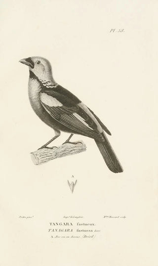 RenPrimevre Lesson - Centurie zoologique Pl57.webp