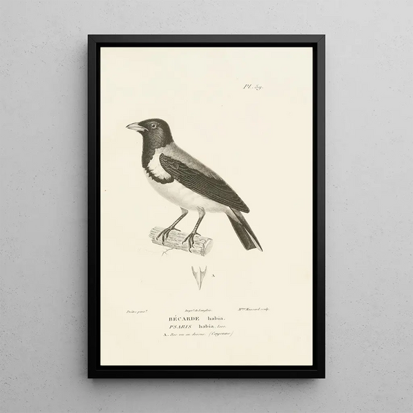 Centurie zoologique Pl58 - René Primevère Lesson — gerahmtes Bild an der Wand