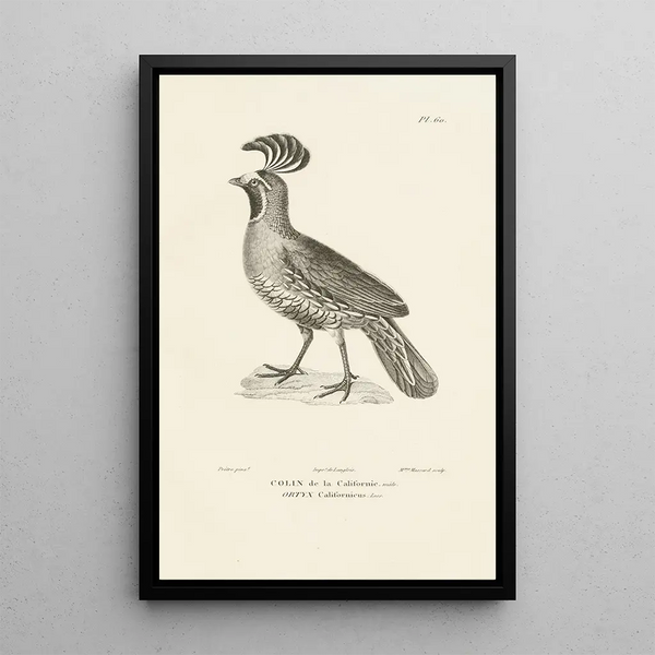 Centurie zoologique Pl59 - René Primevère Lesson — gerahmtes Bild an der Wand