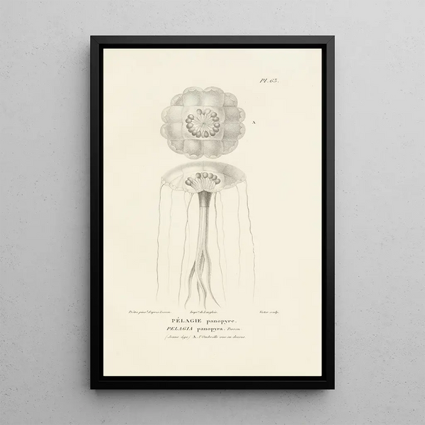 Centurie zoologique Pl62 - René Primevère Lesson — gerahmtes Bild an der Wand
