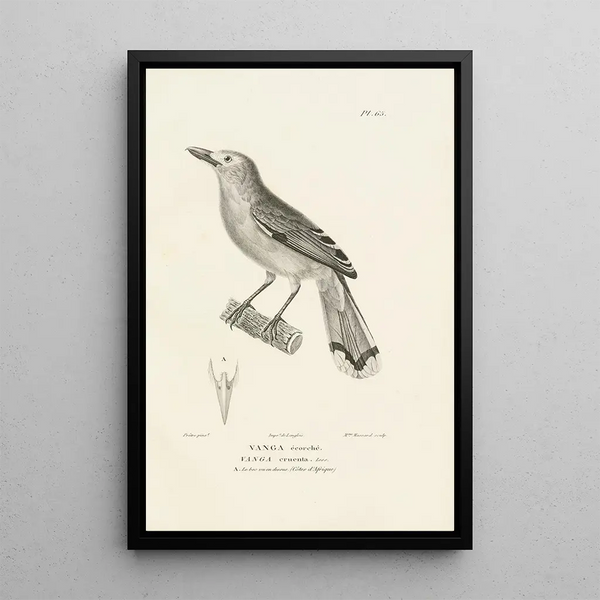 Centurie zoologique Pl64 - René Primevère Lesson — gerahmtes Bild an der Wand