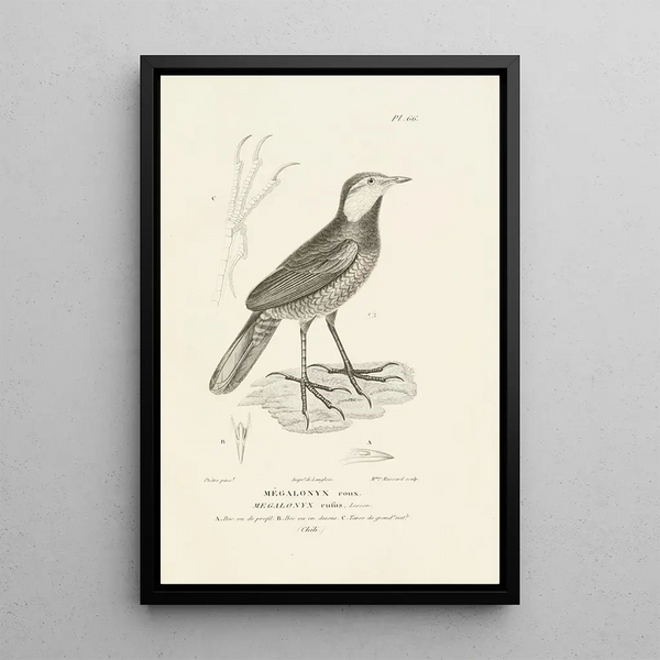 Centurie zoologique Pl65 - René Primevère Lesson — gerahmtes Bild an der Wand