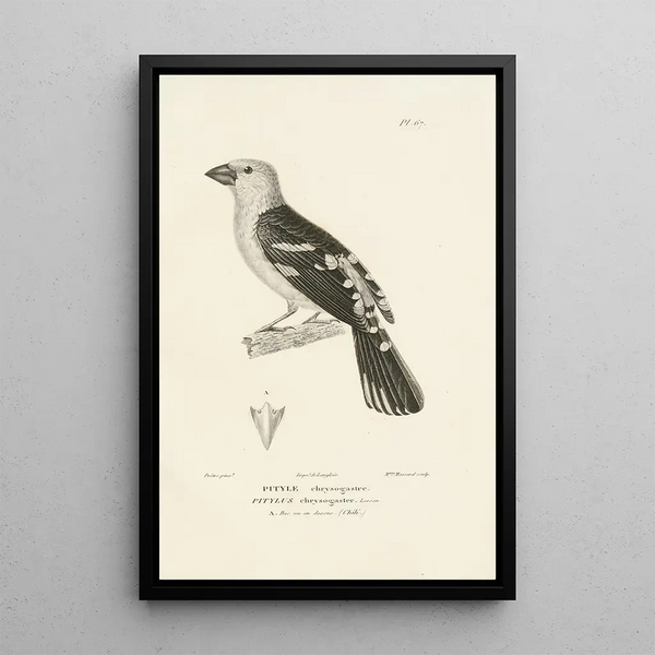 Centurie zoologique Pl66 - René Primevère Lesson — gerahmtes Bild an der Wand