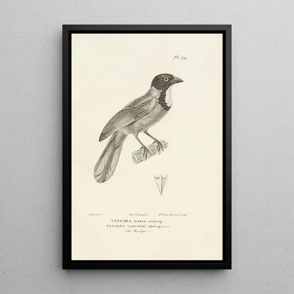 Centurie zoologique Pl68 - René Primevère Lesson — gerahmtes Bild an der Wand