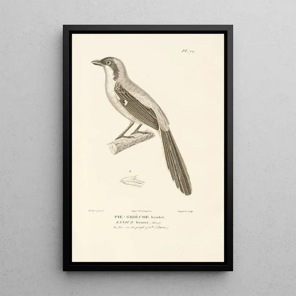 Centurie zoologique Pl71 - René Primevère Lesson — gerahmtes Bild an der Wand