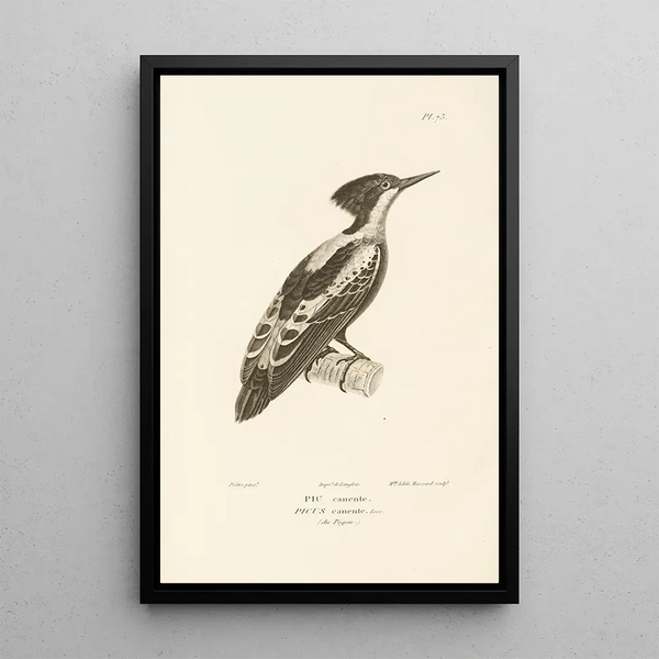 Centurie zoologique Pl72 - René Primevère Lesson — gerahmtes Bild an der Wand