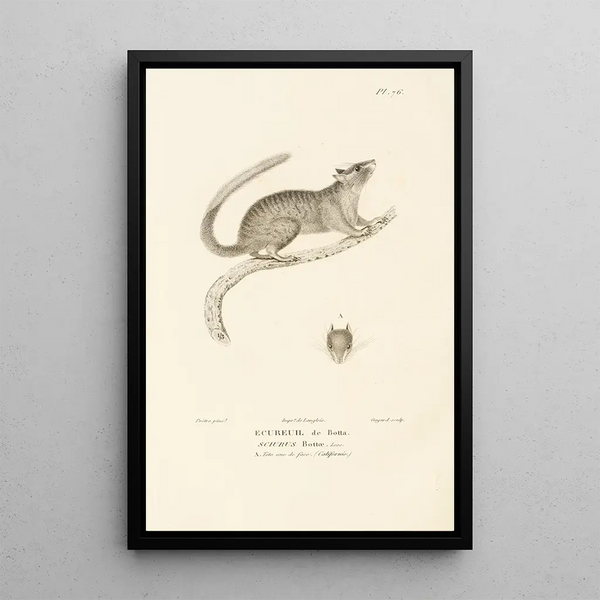 Centurie zoologique Pl75 - René Primevère Lesson — gerahmtes Bild an der Wand