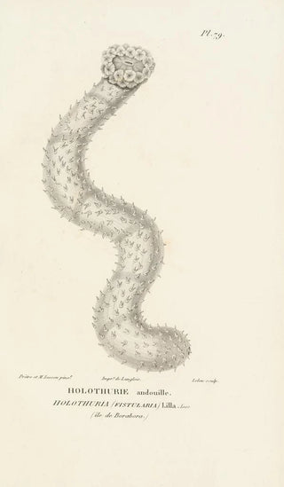 RenPrimevre Lesson - Centurie zoologique Pl78.webp