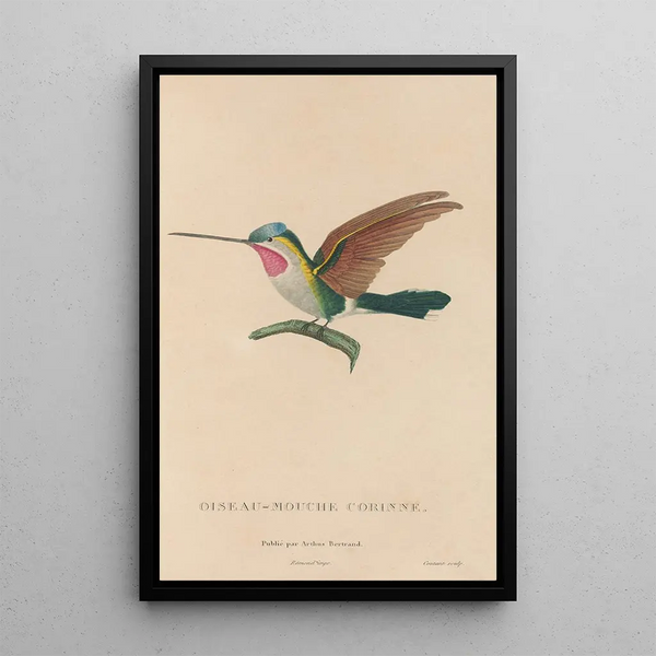 Histoire naturelle des oiseaux-mouches Pl02 - René Primevère Lesson — gerahmtes Bild an der Wand