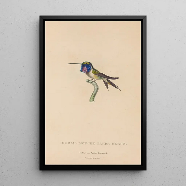 Histoire naturelle des oiseaux-mouches Pl05 - René Primevère Lesson — gerahmtes Bild an der Wand