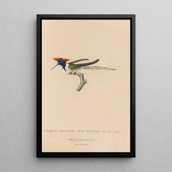 Histoire naturelle des oiseaux-mouches Pl07 - René Primevère Lesson — gerahmtes Bild an der Wand