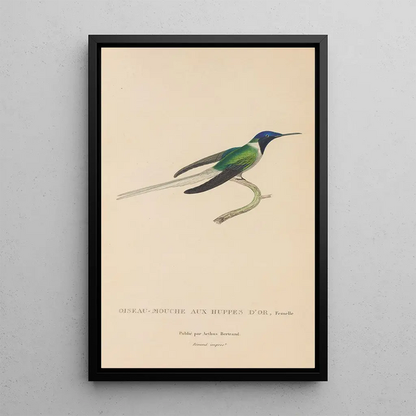 Histoire naturelle des oiseaux-mouches Pl08 - René Primevère Lesson — gerahmtes Bild an der Wand