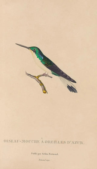 RenPrimevre Lesson - Histoire naturelle des oiseauxmouches Pl10.webp