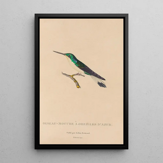 RenPrimevre Lesson - Histoire naturelle des oiseauxmouches Pl10.webp